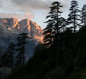 Pine trees in forest during sunset