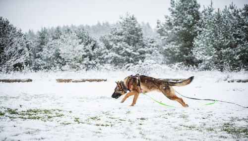 Dog on snow covered land