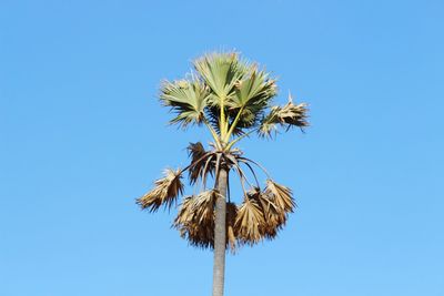 Low angle view of palm trees against blue sky