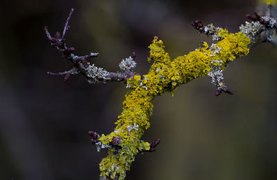 Close-up of yellow flowers on branch