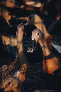 Close-up of a duck
