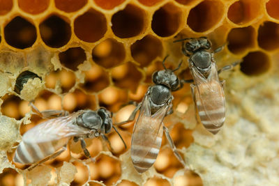 Close-up of bee on leaf