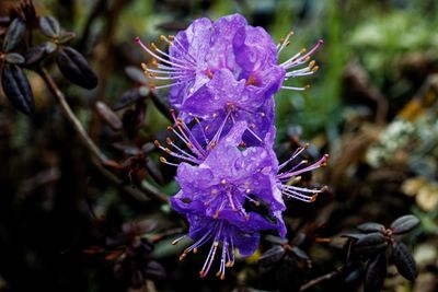 Close-up of purple flowering plant