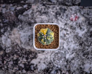 High angle view of drink on rock