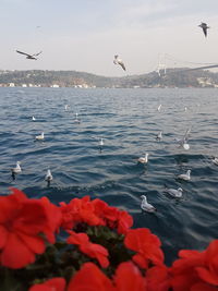 Seagulls flying over sea against sky