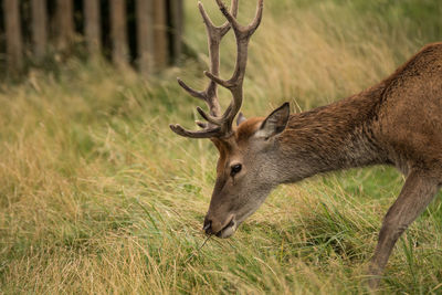 Deer standing on grass