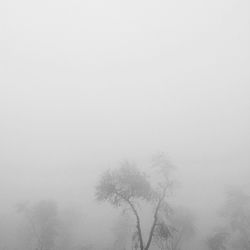 fog