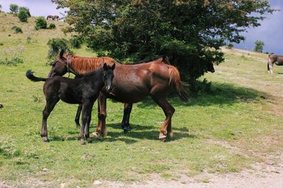 Horses in a field