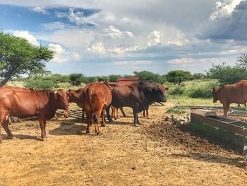 Cows on field against sky