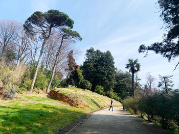 Road amidst trees against sky