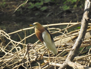 Close-up of bird perching on branch