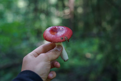 Midsection of person holding strawberry