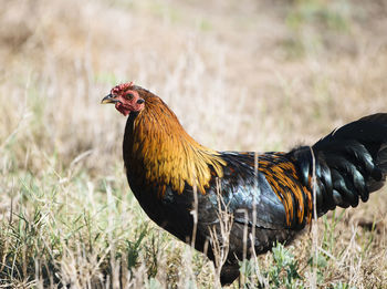 Rooster on field