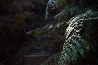 Close-up of fern leaves in forest