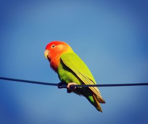 Low angle view of parrot perching on blue sky