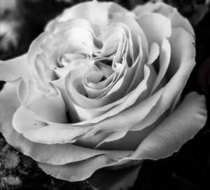 Close-up of rose blooming outdoors