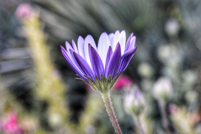 Close-up of purple crocus blooming outdoors