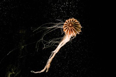 Close-up of jellyfish against black background