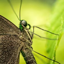 Close-up of butterfly on leaf against sky