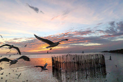 Silhouette birds flying over sea against sky during sunset