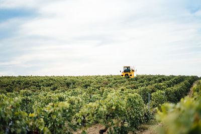 Mechanical grape harvester working in vineyard