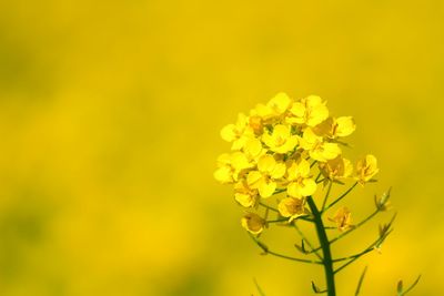 Close-up of yellow flower