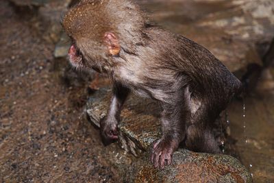 Close-up of monkey in water