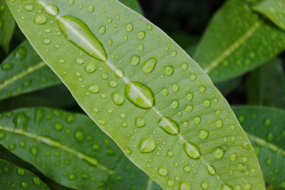 Close-up of raindrops on leaves