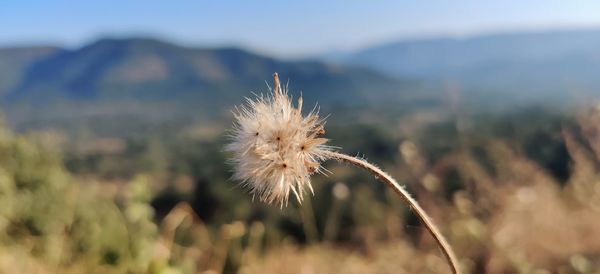 Close-up of dandelion against blurred background