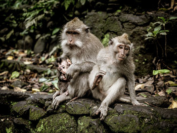 Monkeys sitting on retaining wall in forest