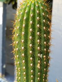 Close-up of cactus plant