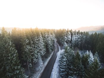 Panoramic shot of trees on landscape against clear sky