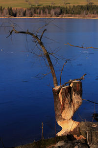 Driftwood on field by lake