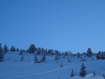 Trees on snow covered land against clear blue sky