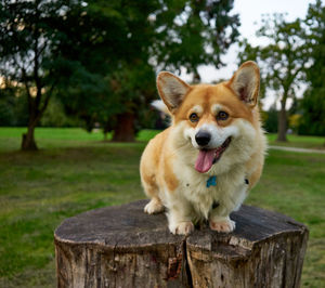 Close-up portrait of dog sticking out tongue on tree