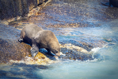 View of turtle in sea