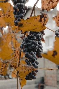 Close-up of grapes growing in vineyard