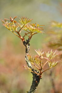 Close-up of flowering plant