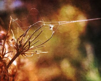 Close-up of plant against blurred background