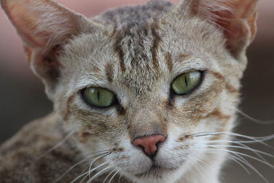 Close-up portrait of cat