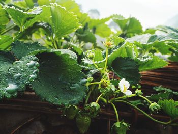 Close-up of fresh green plants