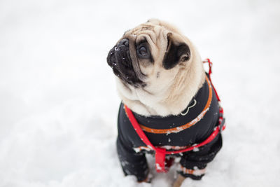 Close-up of pug on snow covered field