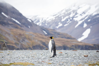 Bird standing on snow covered mountain