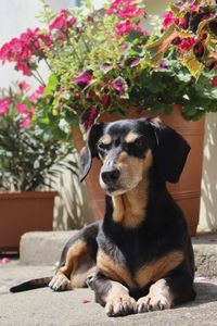 Dog looking away while sitting on plant