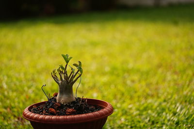 Close-up of small potted plant on field