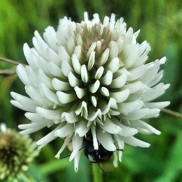 CLOSE-UP OF WHITE FLOWERS BLOOMING OUTDOORS