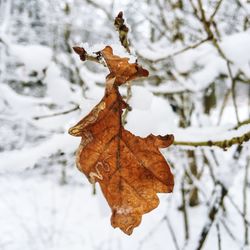 Close-up of maple leaves