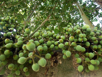 Close-up of grapes hanging on tree