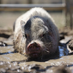 Close-up of a pig in mud 