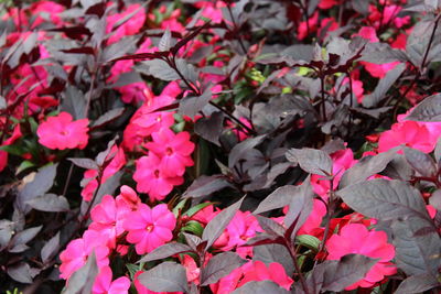 Close-up of pink flowering plants
